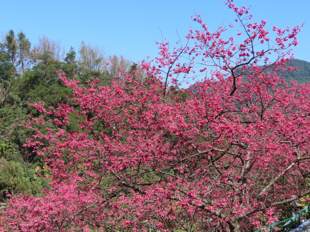 樟樹步道登山口前的［櫻花］（2024/2/14）_2433387