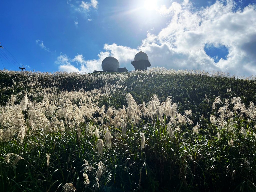 愛在秋芒紛飛時...五分山_2353694