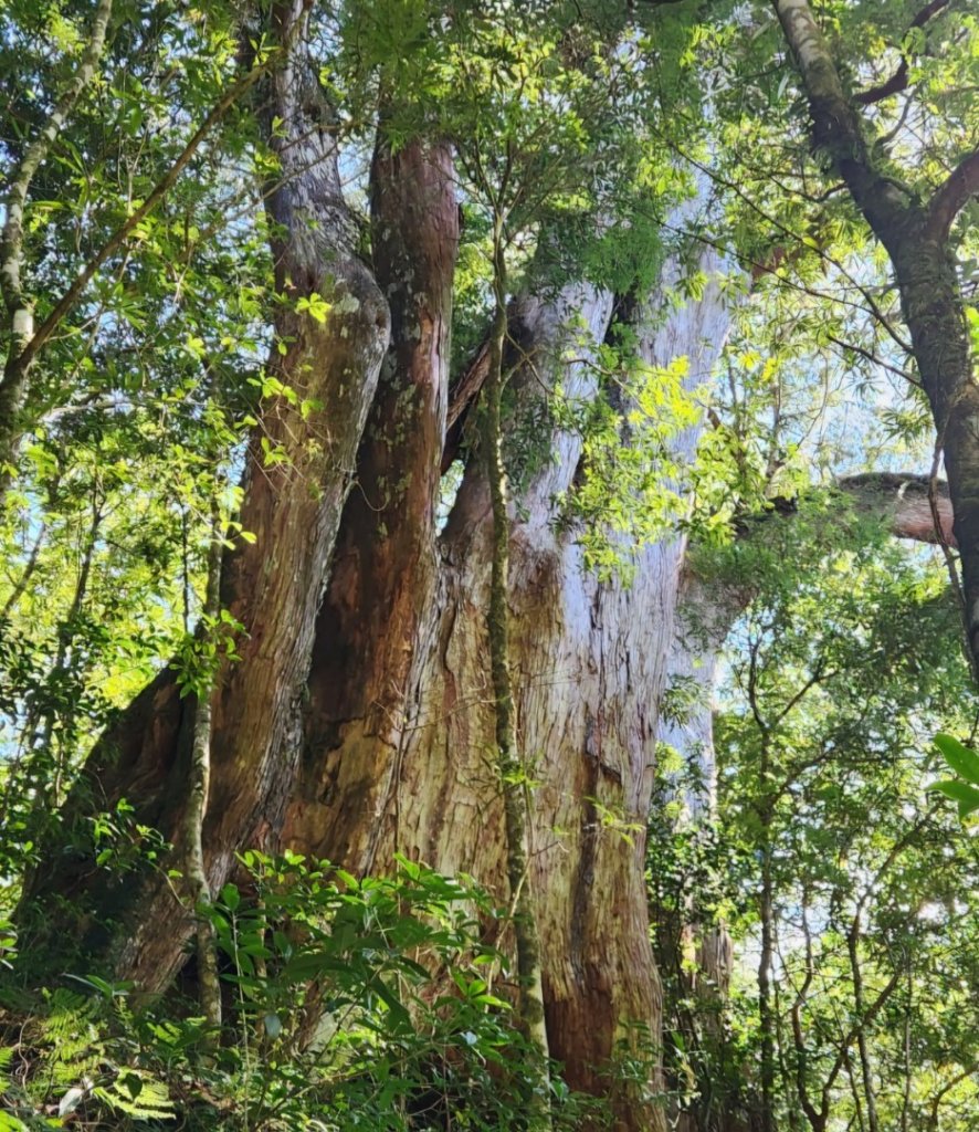 【中級山】插天山的奇幻世界，赫威山，赫威神木群步道_2741282