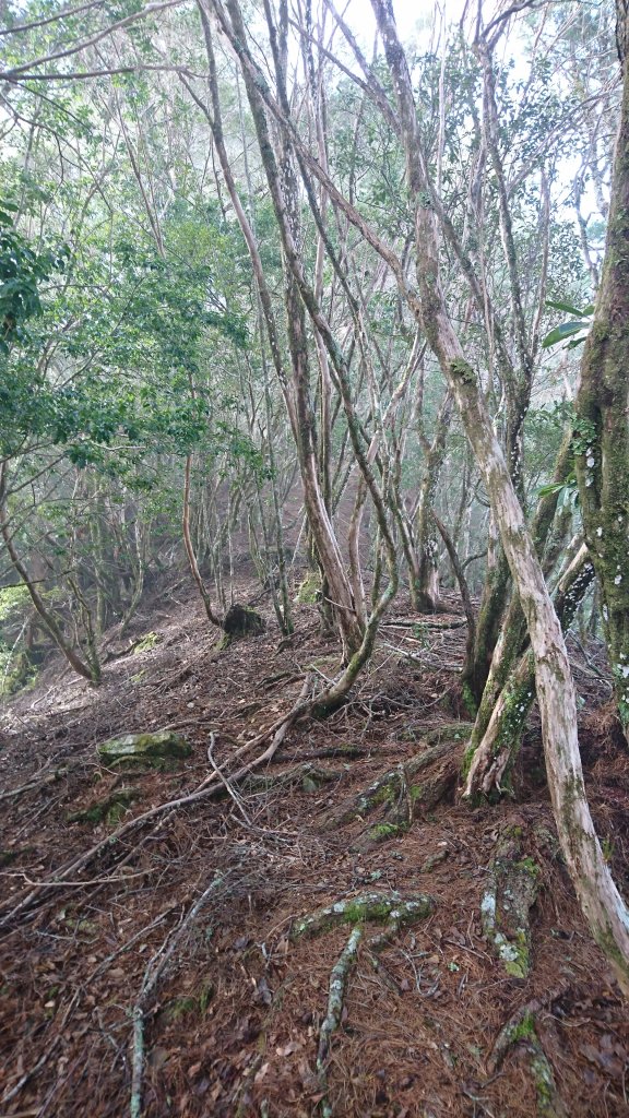 20250125 伊加之蕃-卑南東稜_2715164