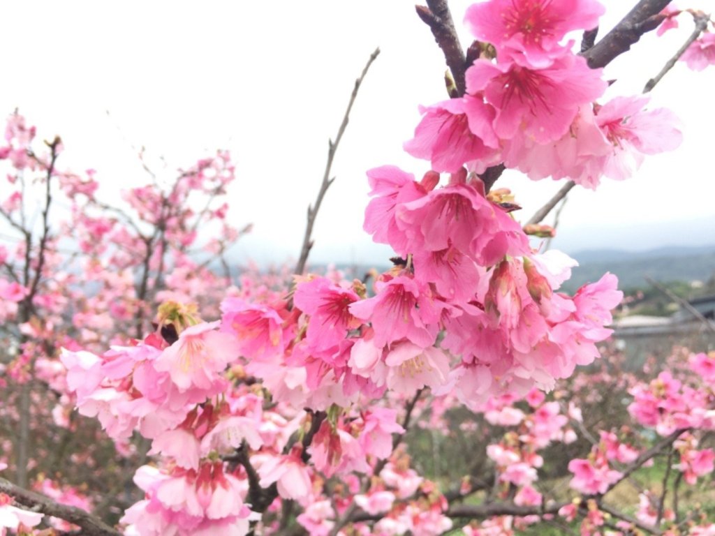 平等里櫻花封面圖