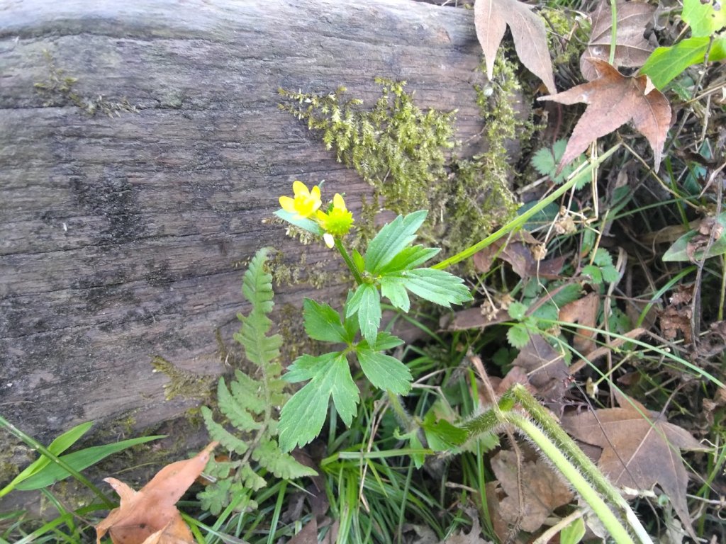 植物照片雞籠山九龍山大凍山_2395693