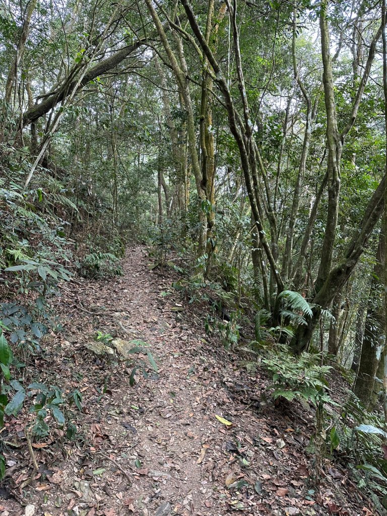 網子山、網子山東北峰、鳴海下山、鳴海山連走_2040672