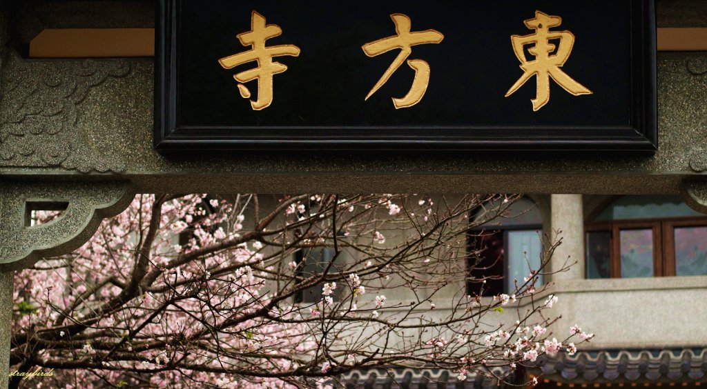 櫻花季的尾聲~在東方寺慢慢的品花落的聲音_910695