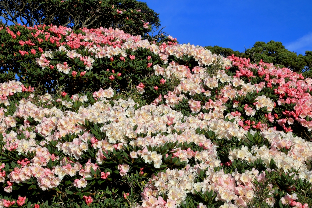 艷麗的季節---主峰-東峰-石門_46756