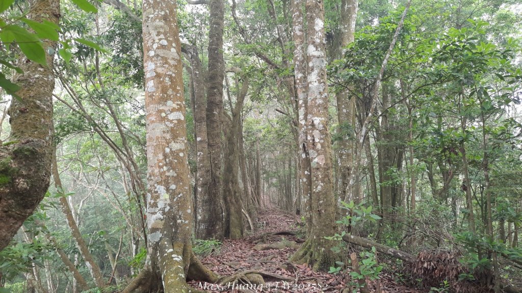 《台中》優美稜線｜橫嶺山自然步道（大雪山社區南登山口）20250531封面圖