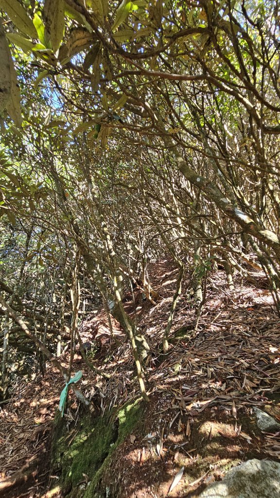 【細說大雪山木馬古道】橫嶺山、沙蓮山、笛吹山O繞_2921104