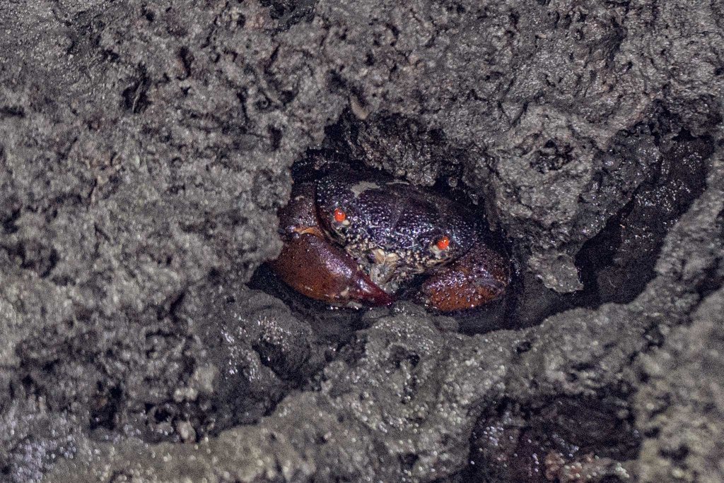 大潭藻礁夜觀_1456419