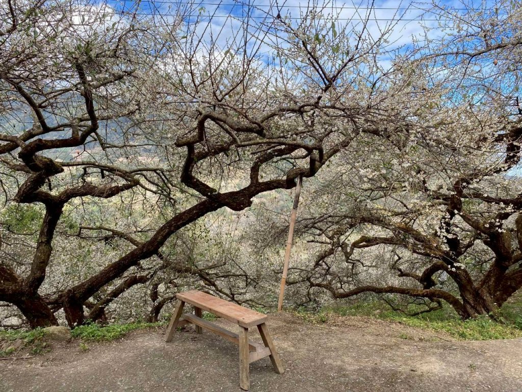 🌈1/17（六）蔡家古厝賞梅×梅子夢工廠×車埕老街✨FB：熊熊趴爬走🌈_2983910