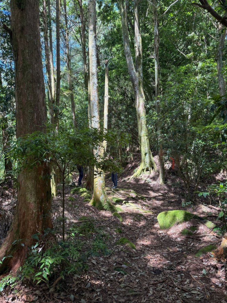 鹿屈山-杉林溪賞花趣_2816467