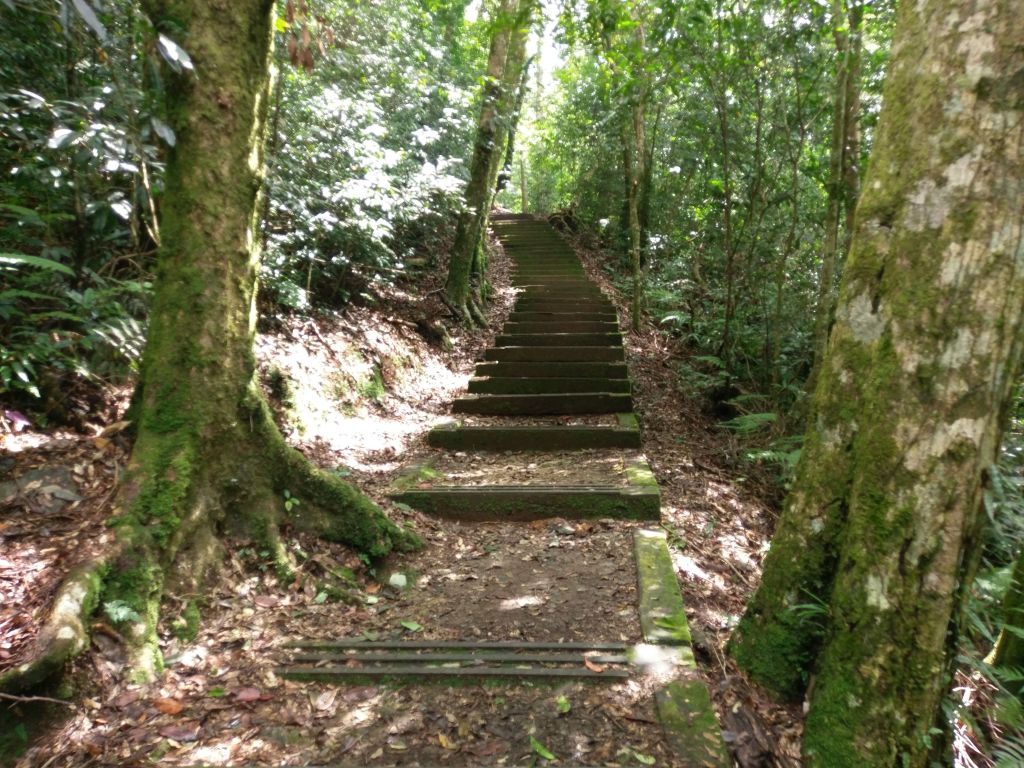 綠意盎然東藤枝山步道封面圖