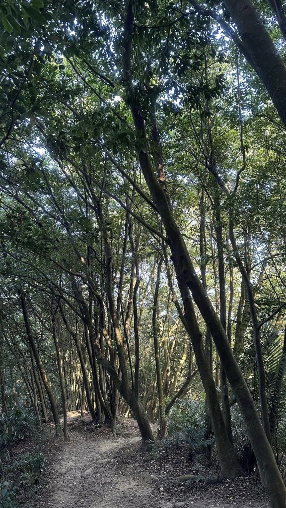 20231119三峽鳶尾山_2354550