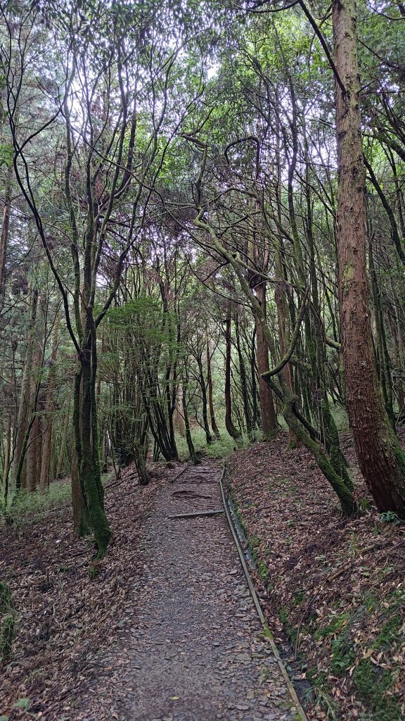 檜山巨木群_2917989