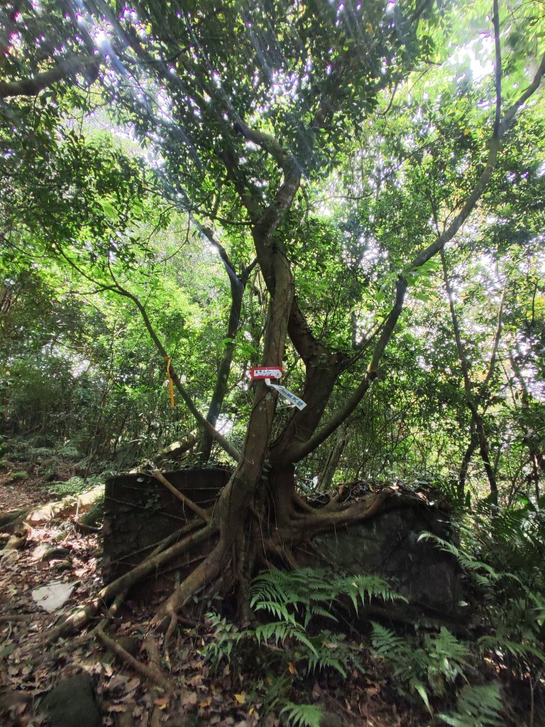 2024/05/08 飛沙縱走（石壁潭山-飛鳳山-沙坑山-二確山）_2510466