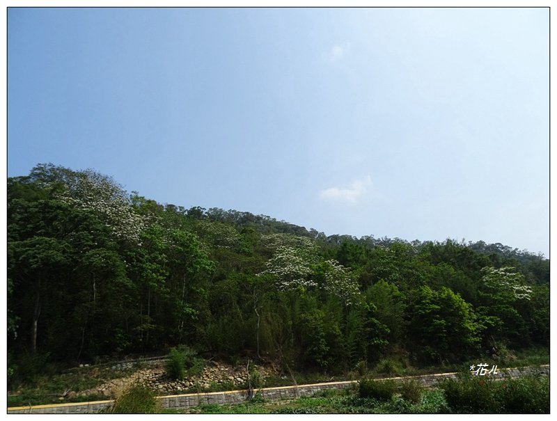 竹圍山、長潭坑山、三通嶺連走賞桐花_1359055