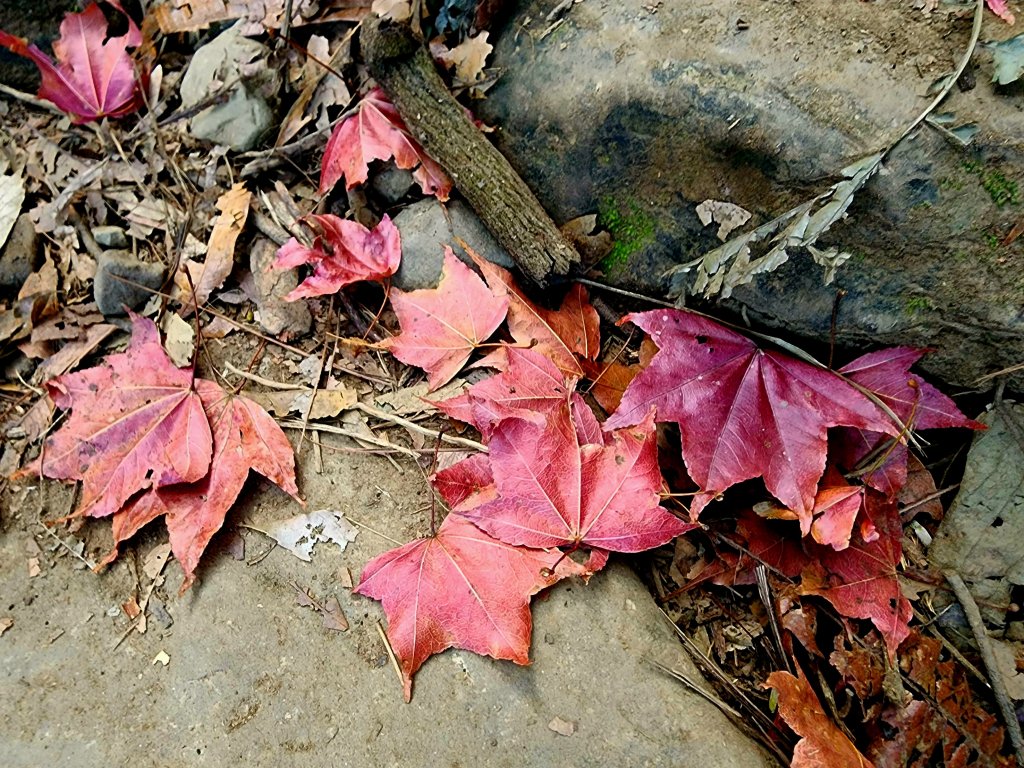小百岳集起來-馬那邦山_2181247