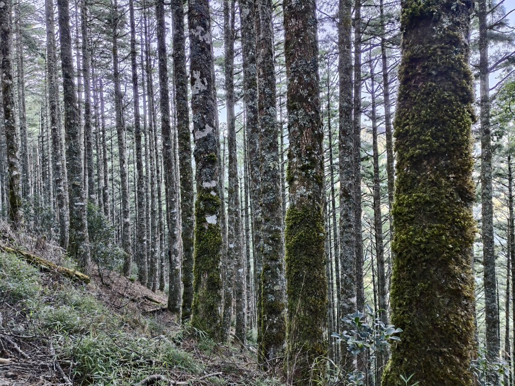 北一段(02/14)多加屯前峰2025_0906~13_2885108