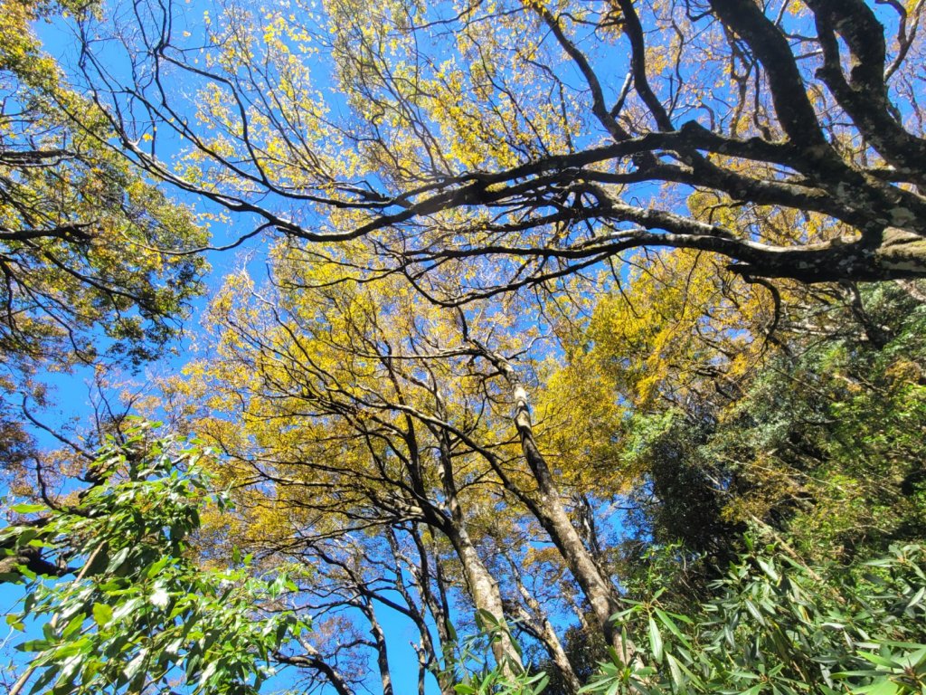 20231118 南插天山 魯培山 山毛櫸秘境_2355467