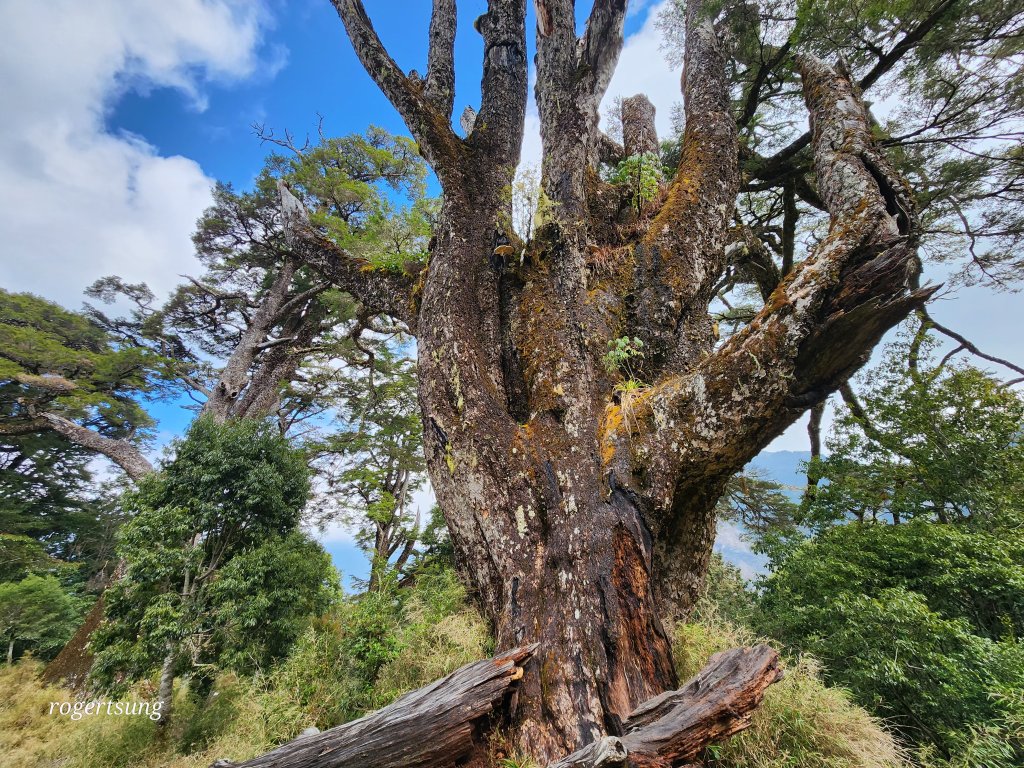 隆冬遊南橫，酷寒闖雙星(關山嶺山、塔關山)封面圖