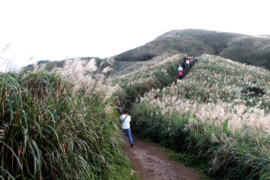 【金瓜石】漫山芒花怒放浪漫，礦山藍海奇景夢幻！_2964223