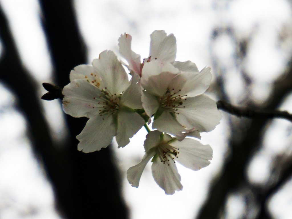 粉粉三色櫻、木蓮花、山茶花爭奇鬥艷_1614064