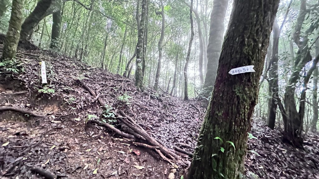 絕美柳杉林民都有山涼爽舒適_2604513