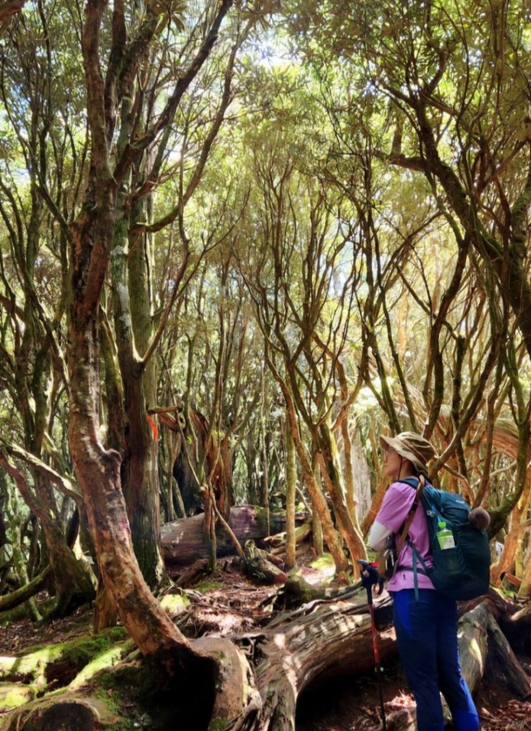 【中級山】是誰，在森林裡施放了魔法與巫術，幽靈草，如此魅惑，魔幻森林塔曼山_2743679