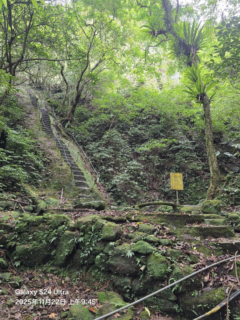 2025-11-22微笑山線：【五分山系】平溪小黃山段_2943295