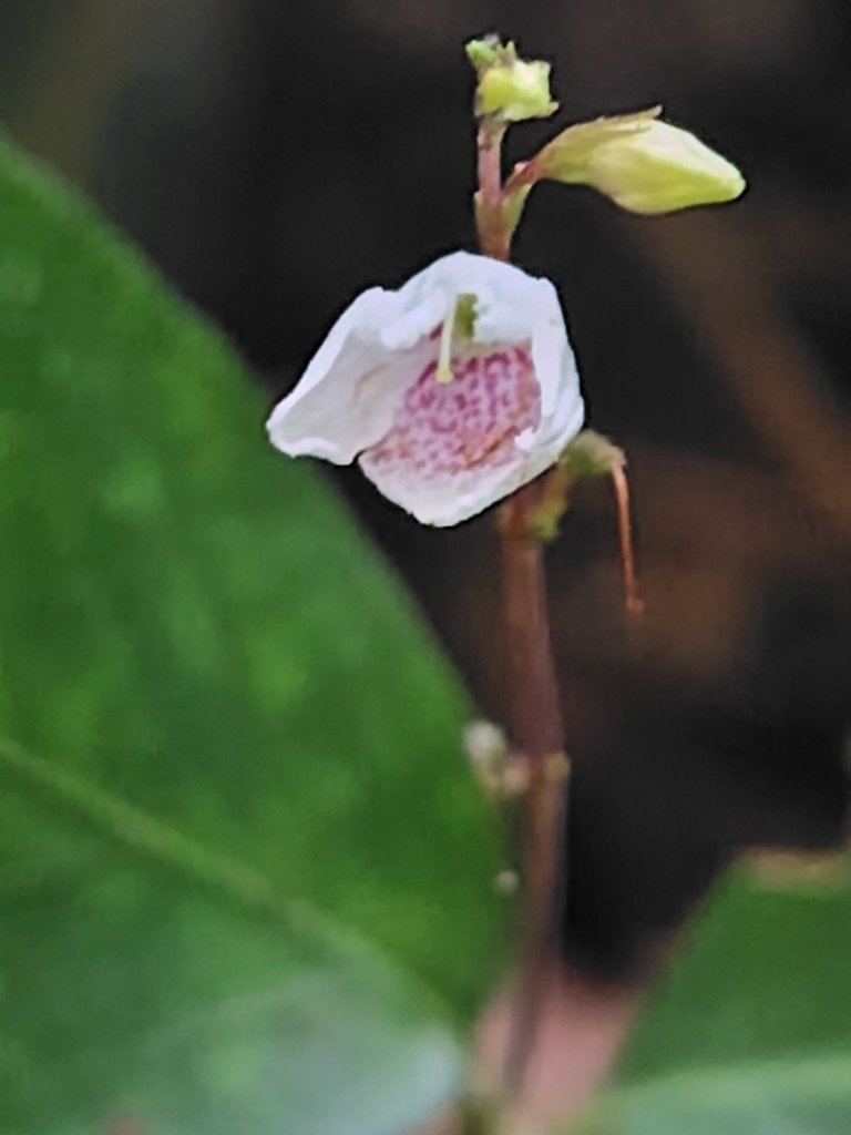 鳳鳴古道 鳳鳴山 南隘勇（南長城）古道 三湖山 八達嶺（龍骨）古道 綠色古道 延平古道_2975108