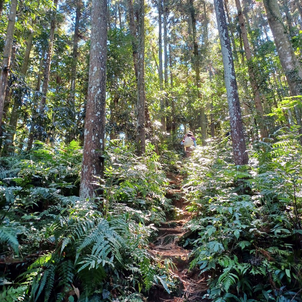 【苗栗南庄】向天湖山光天高山小O繞_2933149