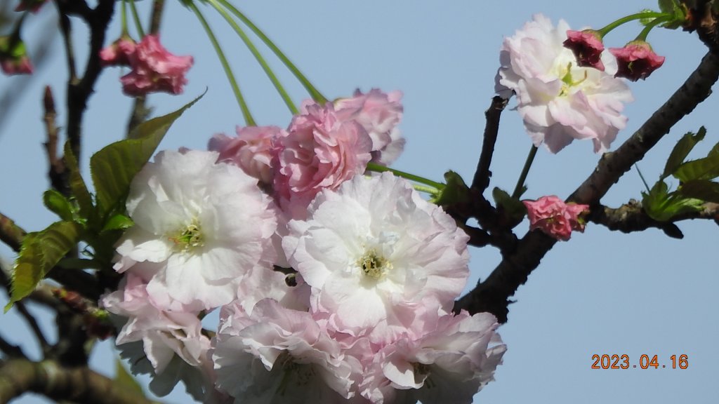 翡翠水庫壩頂(新店四十份)再見日出雲海+賞 #松月櫻 &桐花_2115000