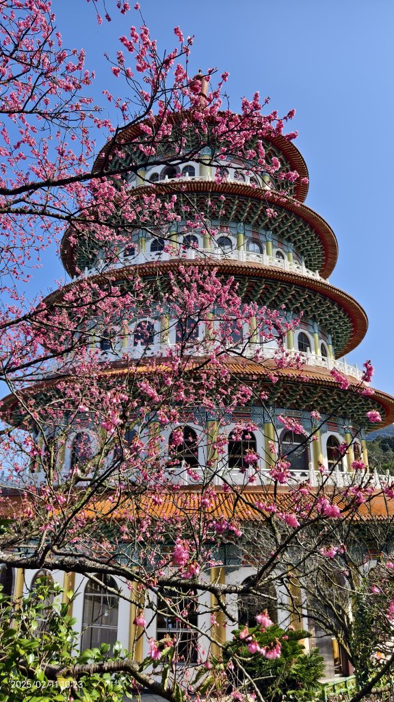 追花是簡單的快樂，賞花是恬淡的幸褔 2/11_2710559