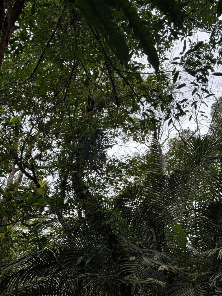宜蘭九寮溪生態遊憩區-自然步道_2451565