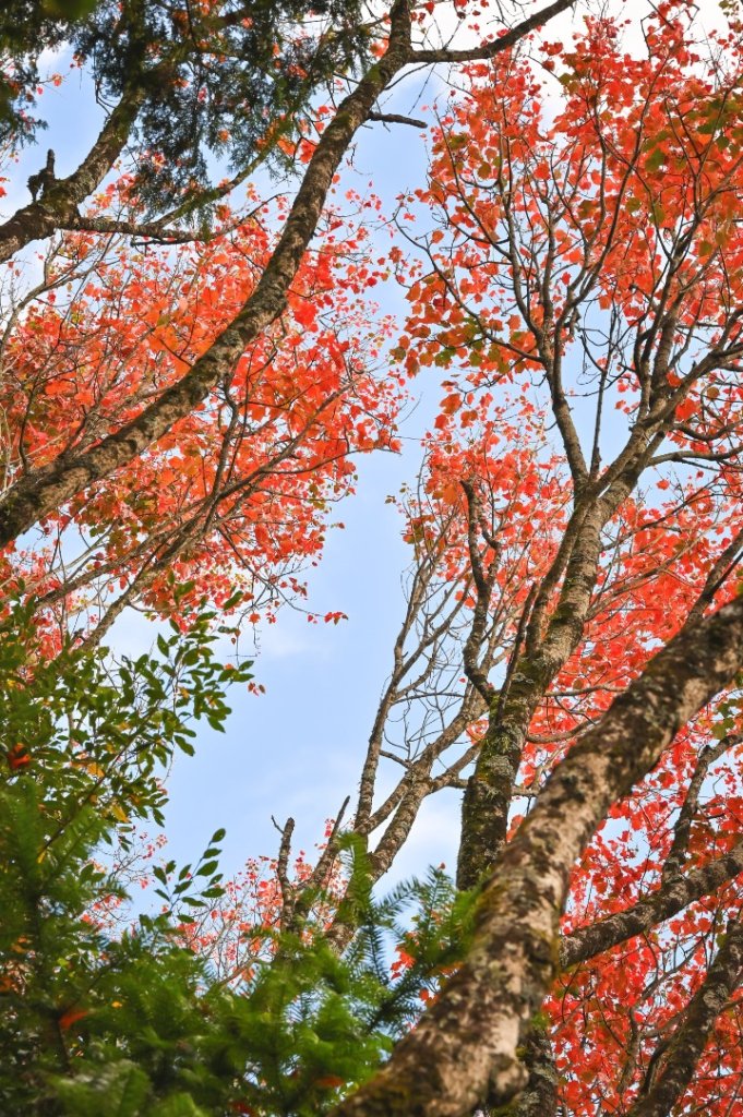 鳶嘴稍來步道賞楓季 ，大雪山門票優惠到12/31！_2969527