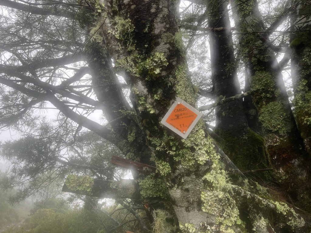 [玉山尋寶任務-01/12] 2025_0726 庫哈諾辛山登山步道_2847548