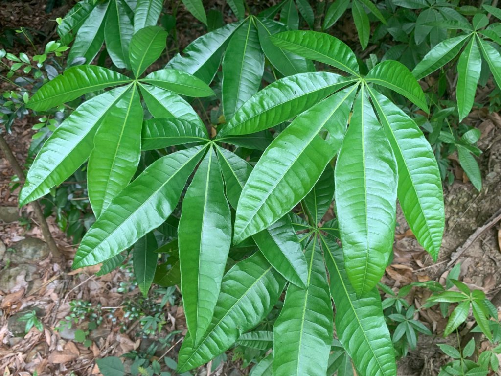 九九峰森林步道_2769040
