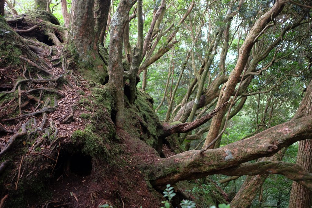 桃園復興區  東卡O縱_2823818