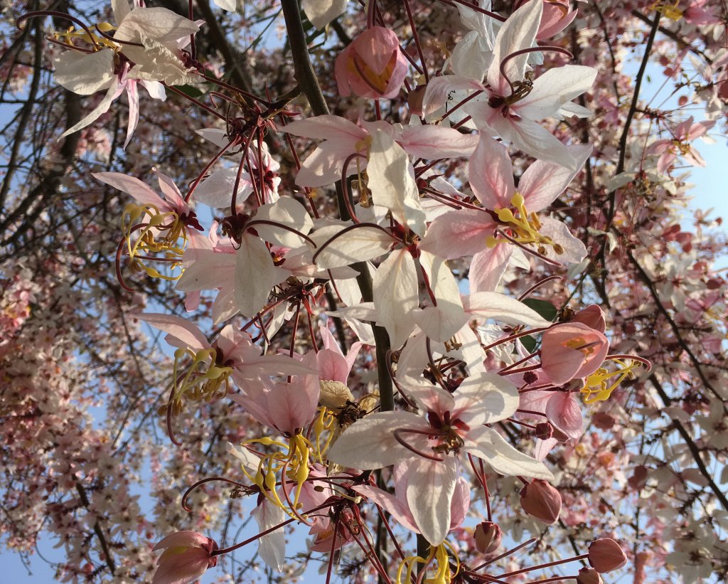 三月櫻花。花旗木＠神威天台山封面圖