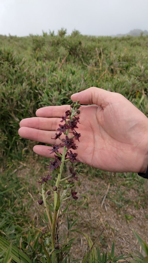 合歡北峰_1774799