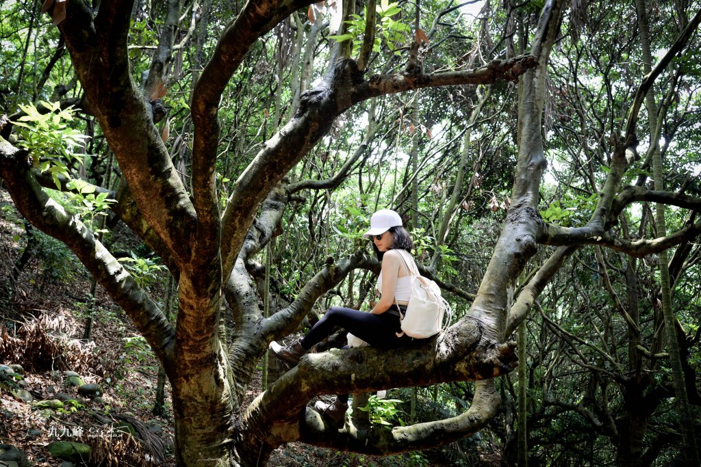 南投縣草屯鎮~九九峰森林步道_1517649