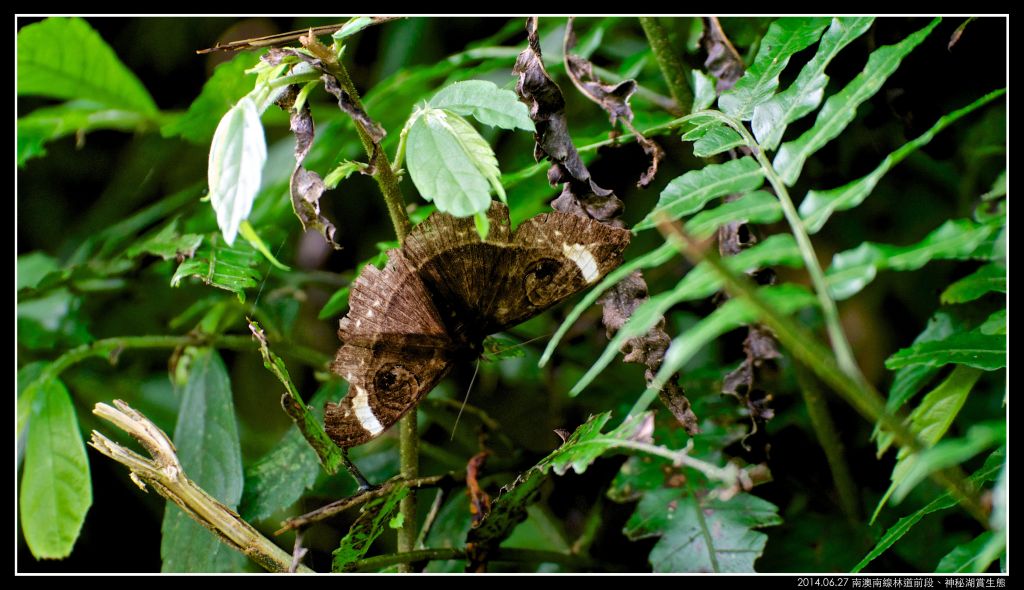 南澳 神秘湖（南澳南線林道）_351411