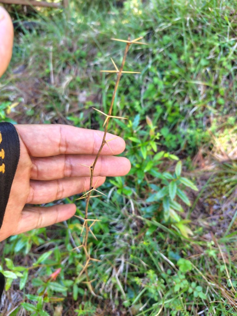 沙里仙林道、沙里仙溪、同富山/埔沙山、東埔山、阿毛巨木_2812704