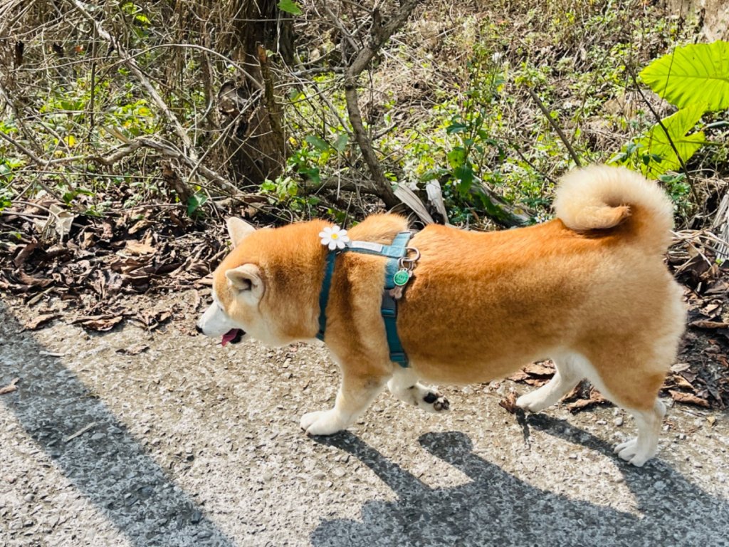 1120226獵鷹尖.一線天｜梅峰-福光山-飯包尖山_2042703