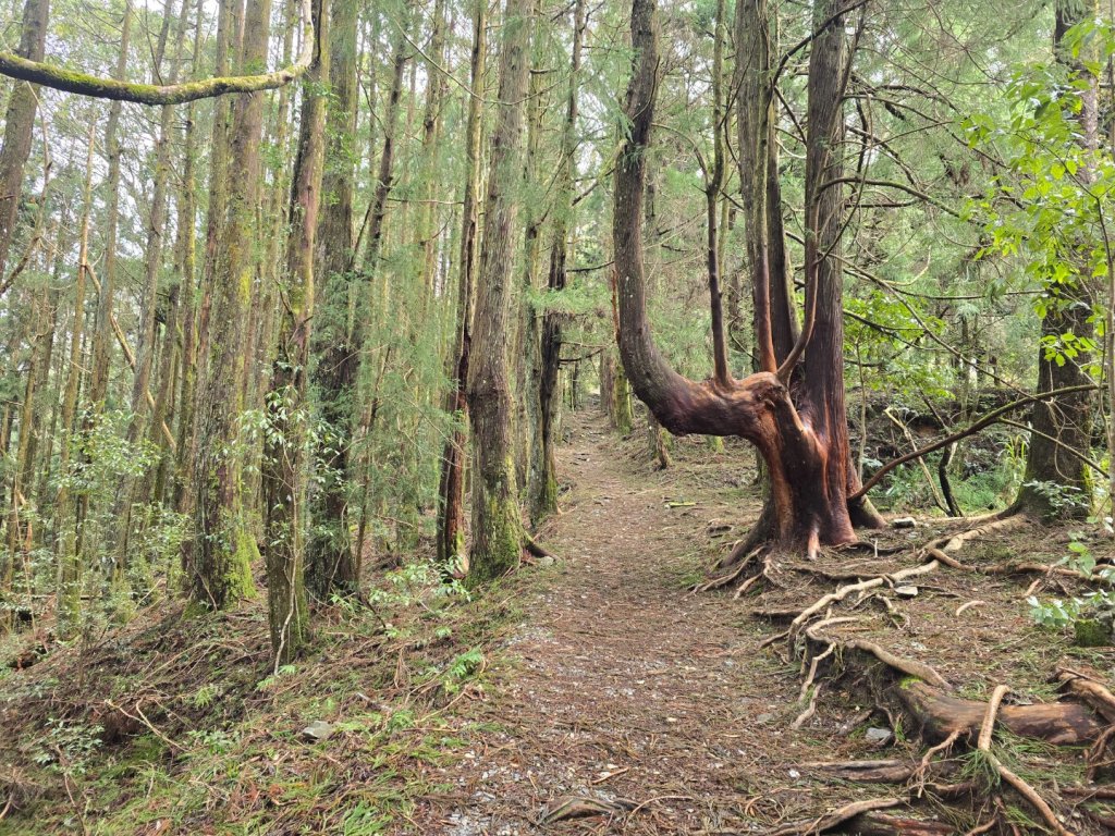 谷關七熊馬崙山_2748792