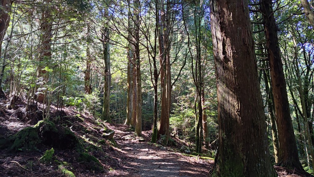 榛山景觀平台_2918098