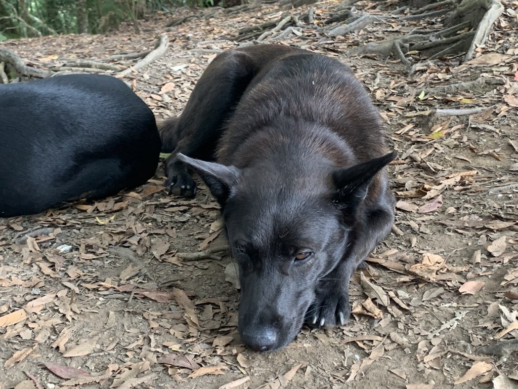 【中級山】明知山沒虎，偏向虎山行_2441961