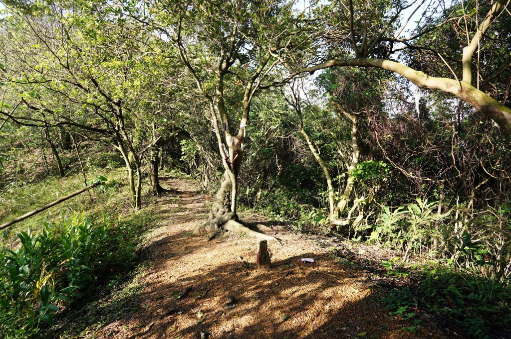 基隆 仁愛 紅淡山、金交椅山_2714996