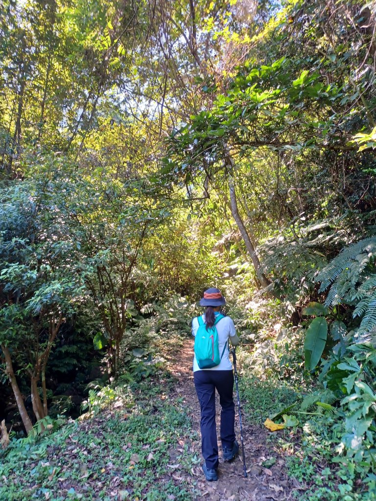 【桃園龍潭】蓊鬱山林。桃園石門山步道_2679277