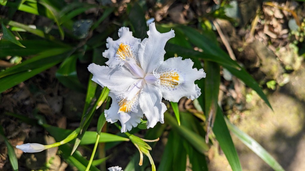 天元宮,楓樹湖,北新庄,淡水老街_2430319