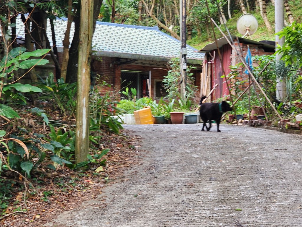 20231126枕頭山薑母島_2398567